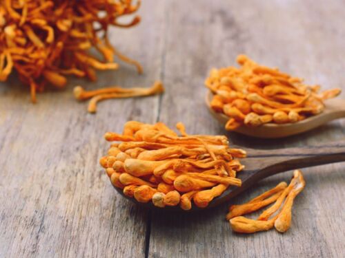 DEFENSE CORDYCEPS