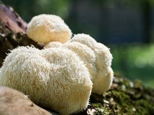 DEFENSE LIONS MANE